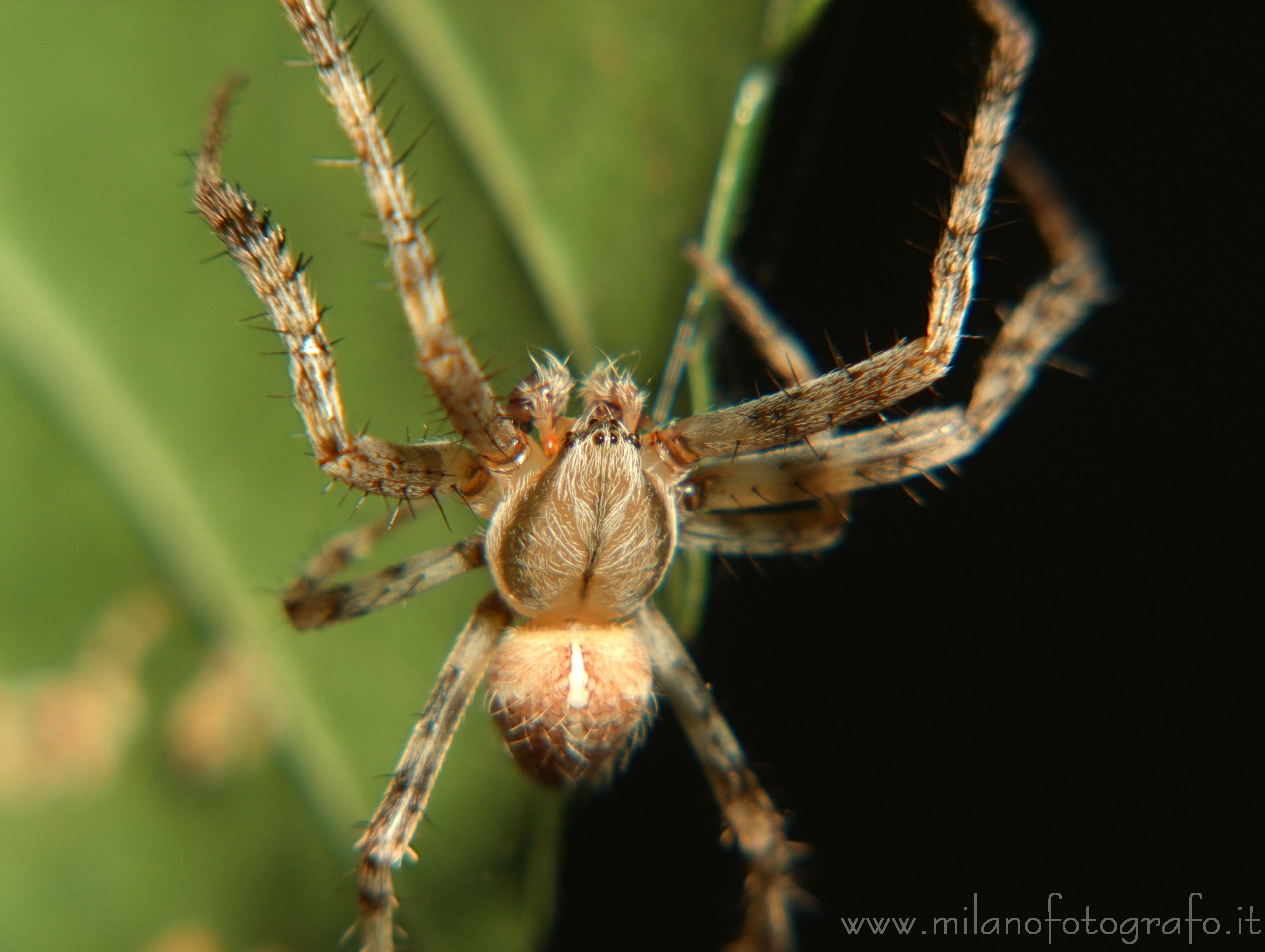 Cadrezzate (Varese, Italy) - Spider